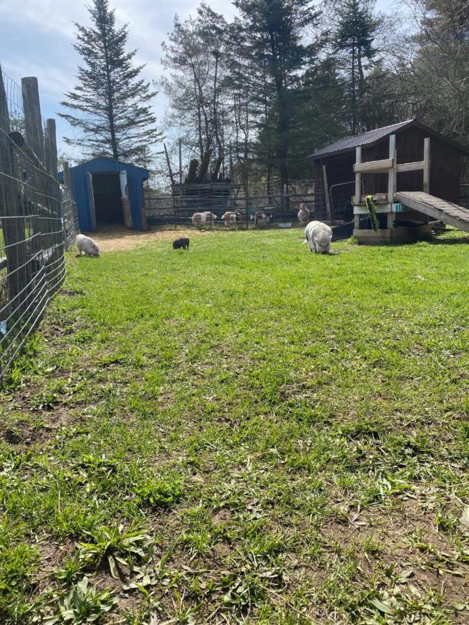Dreamers Writing Farm, 3 Wooded Acres, Hepworth Sauble Beach Bagian luar foto